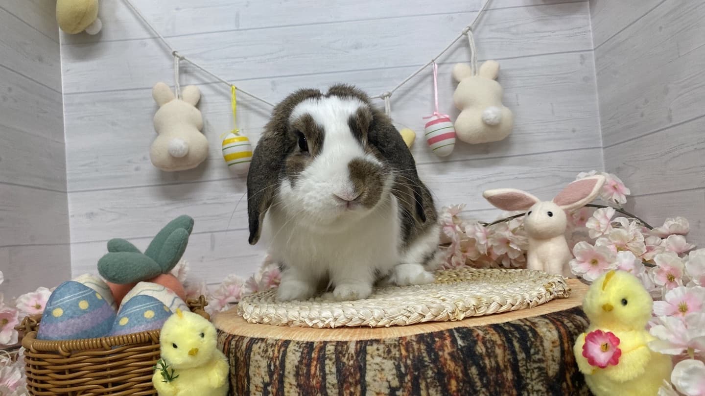 うさぎ/保護うさぎ/京都 うさぎ/京都 うさぎ 保護/里親/京都 うさぎ 里親/ネザーランドドワーフ/ホーランドロップイヤー/ロップイヤー/ミニレッキス/ミニうさぎ/里親募集/動物愛護/ウサギ/rabbit/RABBIT/kyo_rabbit/kyo rabbit
