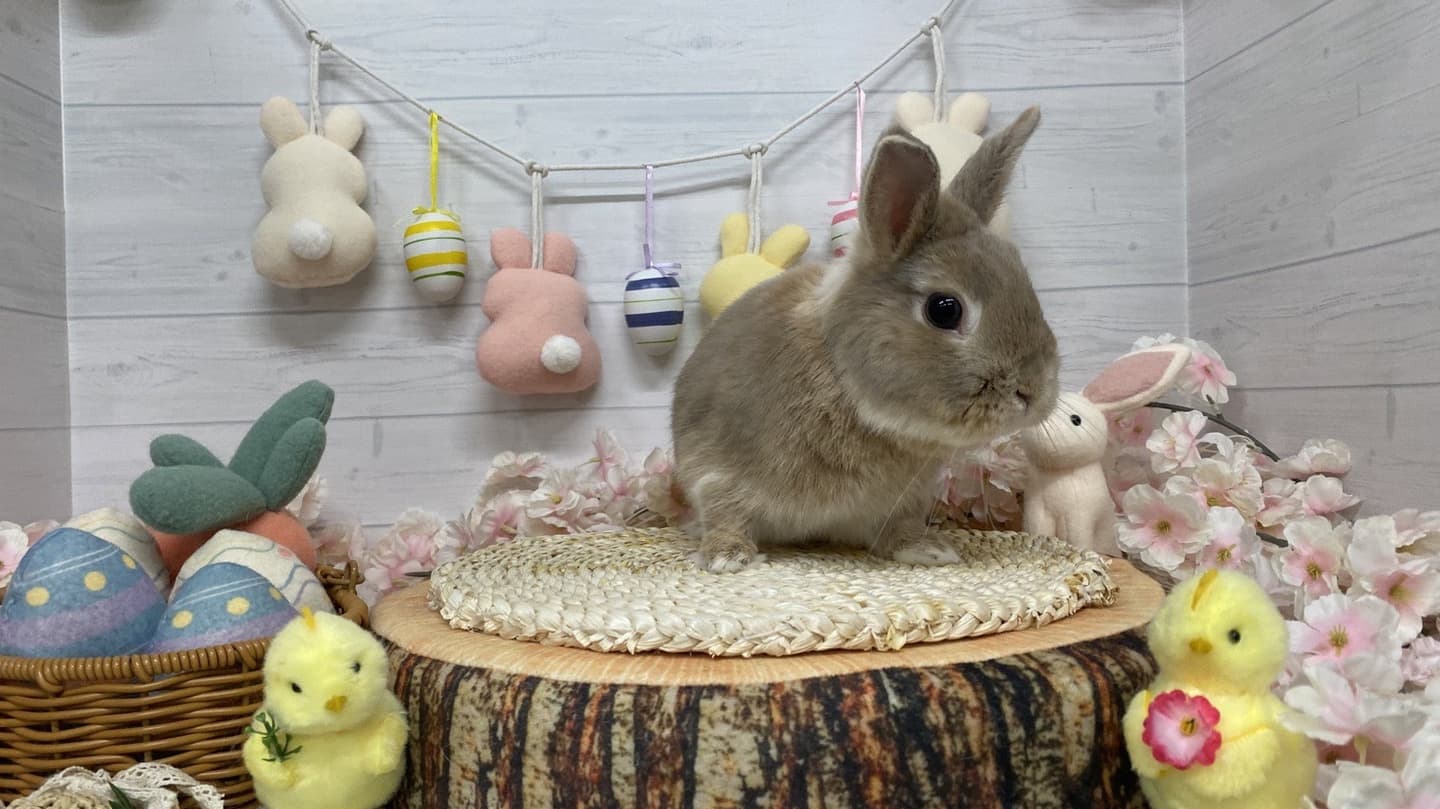 うさぎ/保護うさぎ/京都 うさぎ/京都 うさぎ 保護/里親/京都 うさぎ 里親/ネザーランドドワーフ/ホーランドロップイヤー/ロップイヤー/ミニレッキス/ミニうさぎ/里親募集/動物愛護/ウサギ/rabbit/RABBIT/kyo_rabbit/kyo rabbit