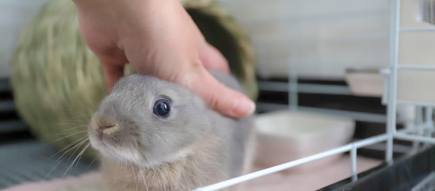 うさぎ/保護うさぎ/京都 うさぎ/京都 うさぎ 保護/里親/京都 うさぎ 里親/ネザーランドドワーフ/ホーランドロップイヤー/ロップイヤー/ミニレッキス/ミニうさぎ/里親募集/動物愛護/ウサギ/rabbit/RABBIT/kyo_rabbit/kyo rabbit
