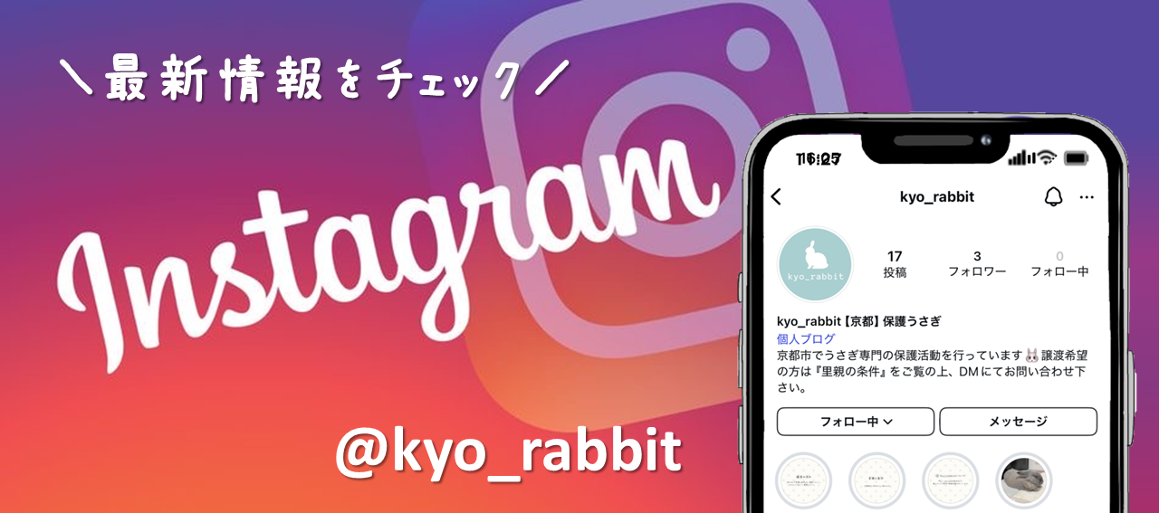 うさぎ/保護うさぎ/京都 うさぎ/京都 うさぎ 保護/里親/京都 うさぎ 里親/ネザーランドドワーフ/ホーランドロップイヤー/ロップイヤー/ミニレッキス/ミニうさぎ/里親募集/動物愛護/ウサギ/rabbit/RABBIT/kyo_rabbit/kyo rabbit