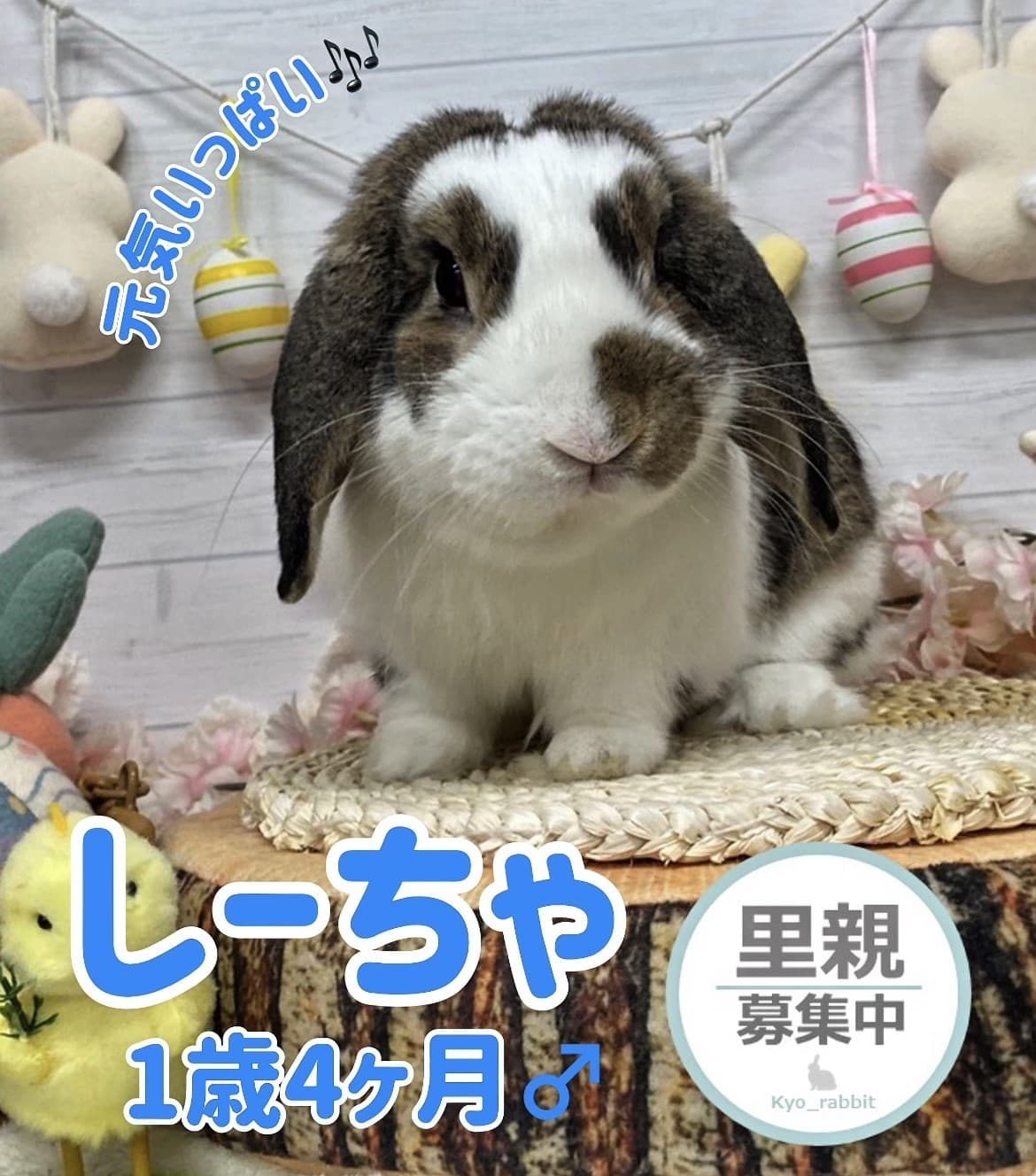 うさぎ/保護うさぎ/京都 うさぎ/京都 うさぎ 保護/里親/京都 うさぎ 里親/ネザーランドドワーフ/ホーランドロップイヤー/ロップイヤー/ミニレッキス/ミニうさぎ/里親募集/動物愛護/ウサギ/rabbit/RABBIT/kyo_rabbit/kyo rabbit
