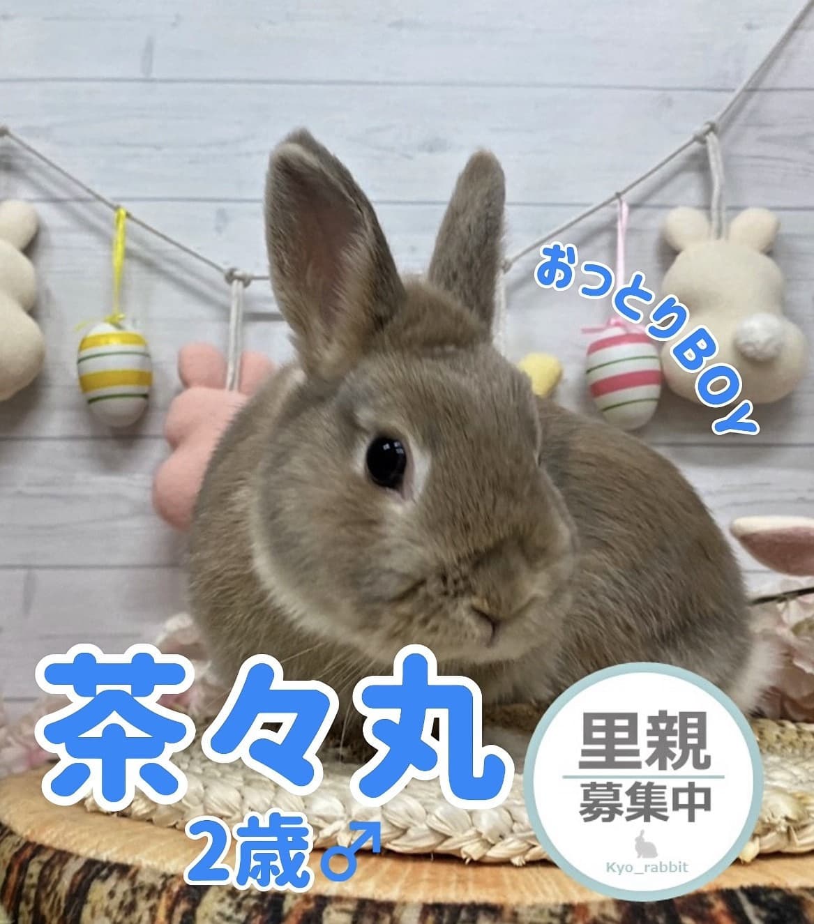 うさぎ/保護うさぎ/京都 うさぎ/京都 うさぎ 保護/里親/京都 うさぎ 里親/ネザーランドドワーフ/ホーランドロップイヤー/ロップイヤー/ミニレッキス/ミニうさぎ/里親募集/動物愛護/ウサギ/rabbit/RABBIT/kyo_rabbit/kyo rabbit
