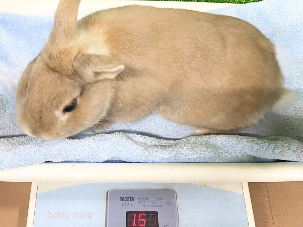 うさぎ/保護うさぎ/京都 うさぎ/京都 うさぎ 保護/里親/京都 うさぎ 里親/ネザーランドドワーフ/ホーランドロップイヤー/ロップイヤー/ミニレッキス/ミニうさぎ/里親募集/動物愛護/ウサギ/rabbit/RABBIT/kyo_rabbit/kyo rabbit