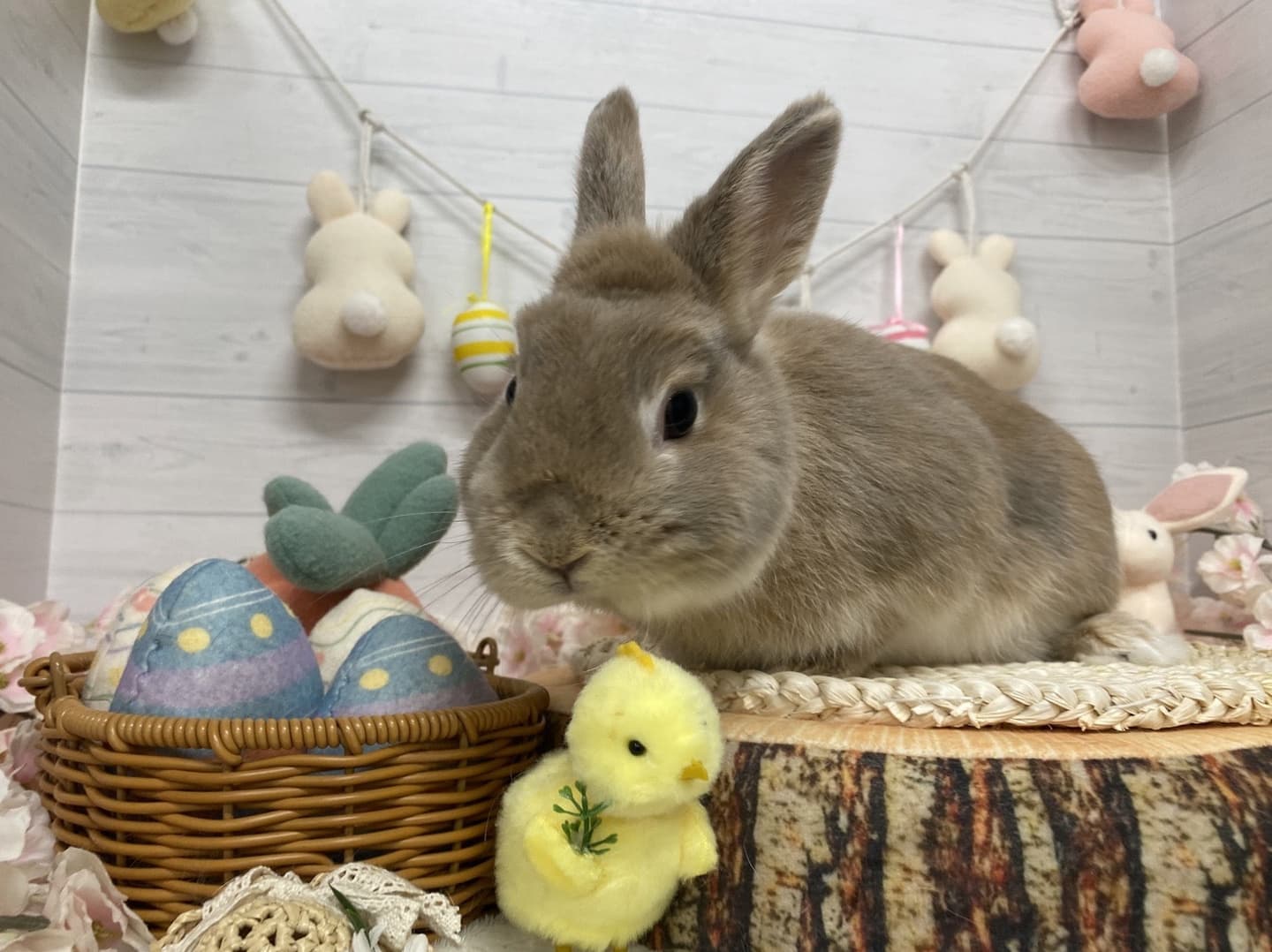 うさぎ/保護うさぎ/京都 うさぎ/京都 うさぎ 保護/里親/京都 うさぎ 里親/ネザーランドドワーフ/ホーランドロップイヤー/ロップイヤー/ミニレッキス/ミニうさぎ/里親募集/動物愛護/ウサギ/rabbit/RABBIT/kyo_rabbit/kyo rabbit