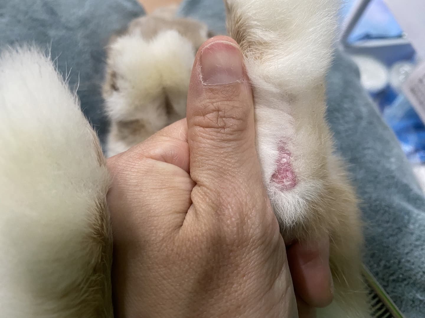 うさぎ/保護うさぎ/京都 うさぎ/京都 うさぎ 保護/里親/京都 うさぎ 里親/ネザーランドドワーフ/ホーランドロップイヤー/ロップイヤー/ミニレッキス/ミニうさぎ/里親募集/動物愛護/ウサギ/rabbit/RABBIT/kyo_rabbit/kyo rabbit