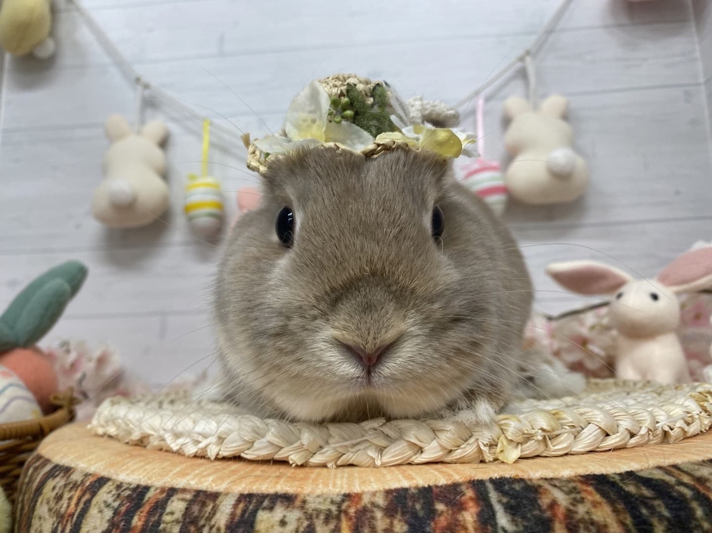 うさぎ/保護うさぎ/京都 うさぎ/京都 うさぎ 保護/里親/京都 うさぎ 里親/ネザーランドドワーフ/ホーランドロップイヤー/ロップイヤー/ミニレッキス/ミニうさぎ/里親募集/動物愛護/ウサギ/rabbit/RABBIT/kyo_rabbit/kyo rabbit