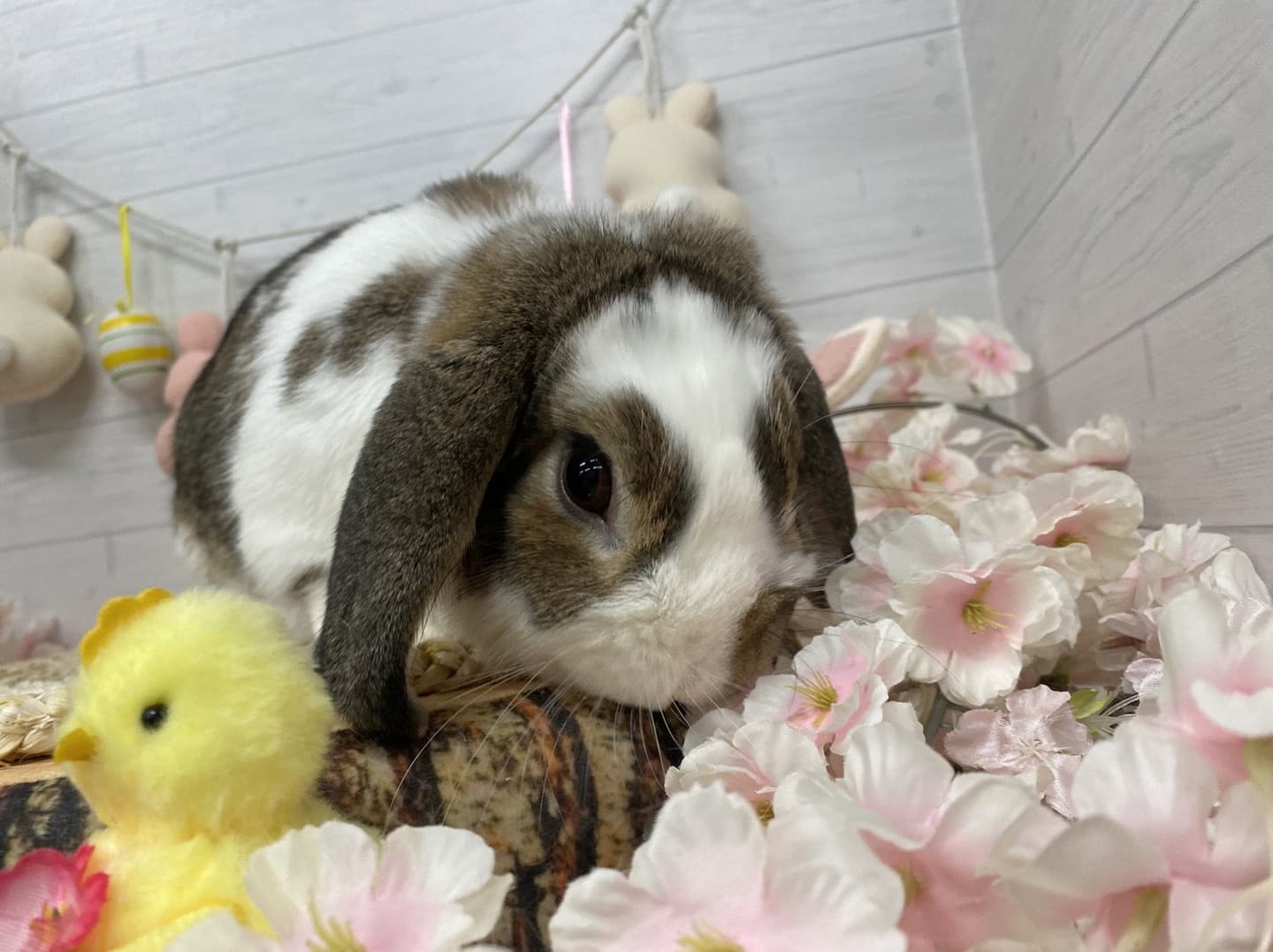 うさぎ/保護うさぎ/京都 うさぎ/京都 うさぎ 保護/里親/京都 うさぎ 里親/ネザーランドドワーフ/ホーランドロップイヤー/ロップイヤー/ミニレッキス/ミニうさぎ/里親募集/動物愛護/ウサギ/rabbit/RABBIT/kyo_rabbit/kyo rabbit