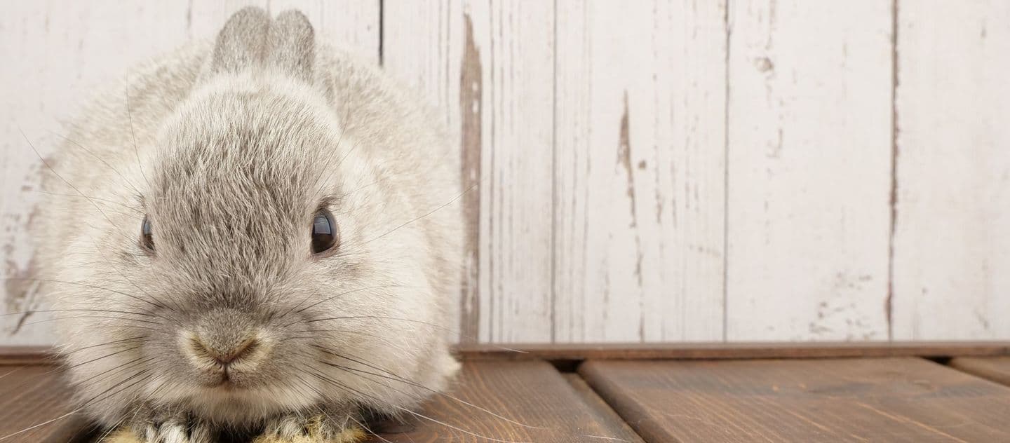 うさぎ/保護うさぎ/京都 うさぎ/京都 うさぎ 保護/里親/京都 うさぎ 里親/ネザーランドドワーフ/ホーランドロップイヤー/ロップイヤー/ミニレッキス/ミニうさぎ/里親募集/動物愛護/ウサギ/rabbit/RABBIT/kyo_rabbit/kyo rabbit