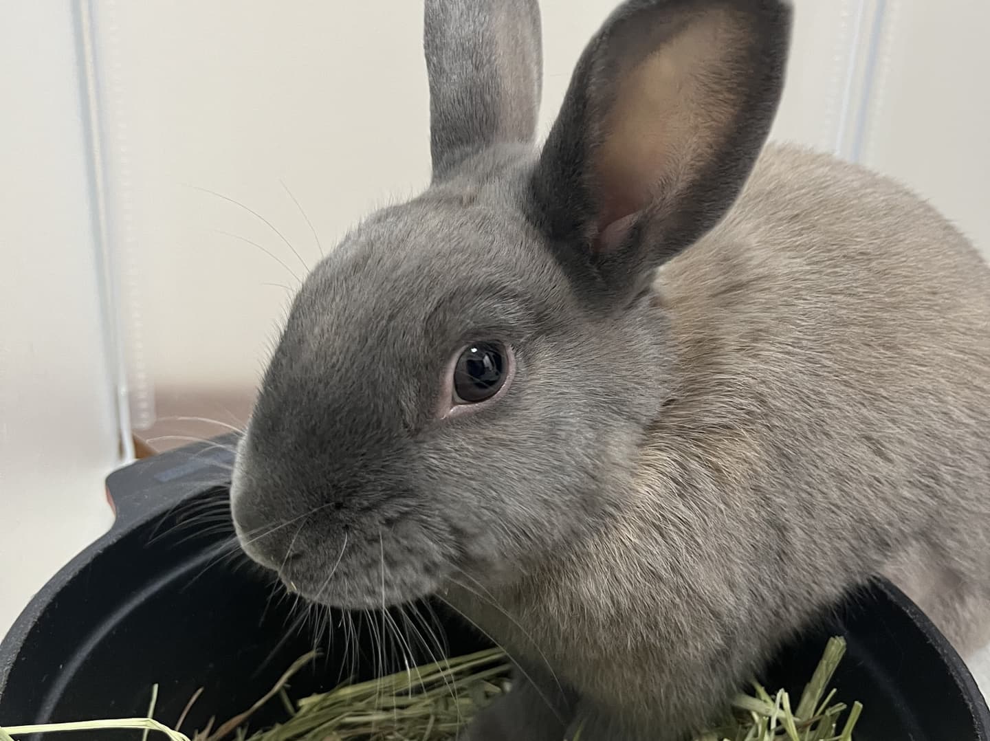 うさぎ/保護うさぎ/京都 うさぎ/京都 うさぎ 保護/里親/京都 うさぎ 里親/ネザーランドドワーフ/ホーランドロップイヤー/ロップイヤー/ミニレッキス/ミニうさぎ/里親募集/動物愛護/ウサギ/rabbit/RABBIT/kyo_rabbit/kyo rabbit