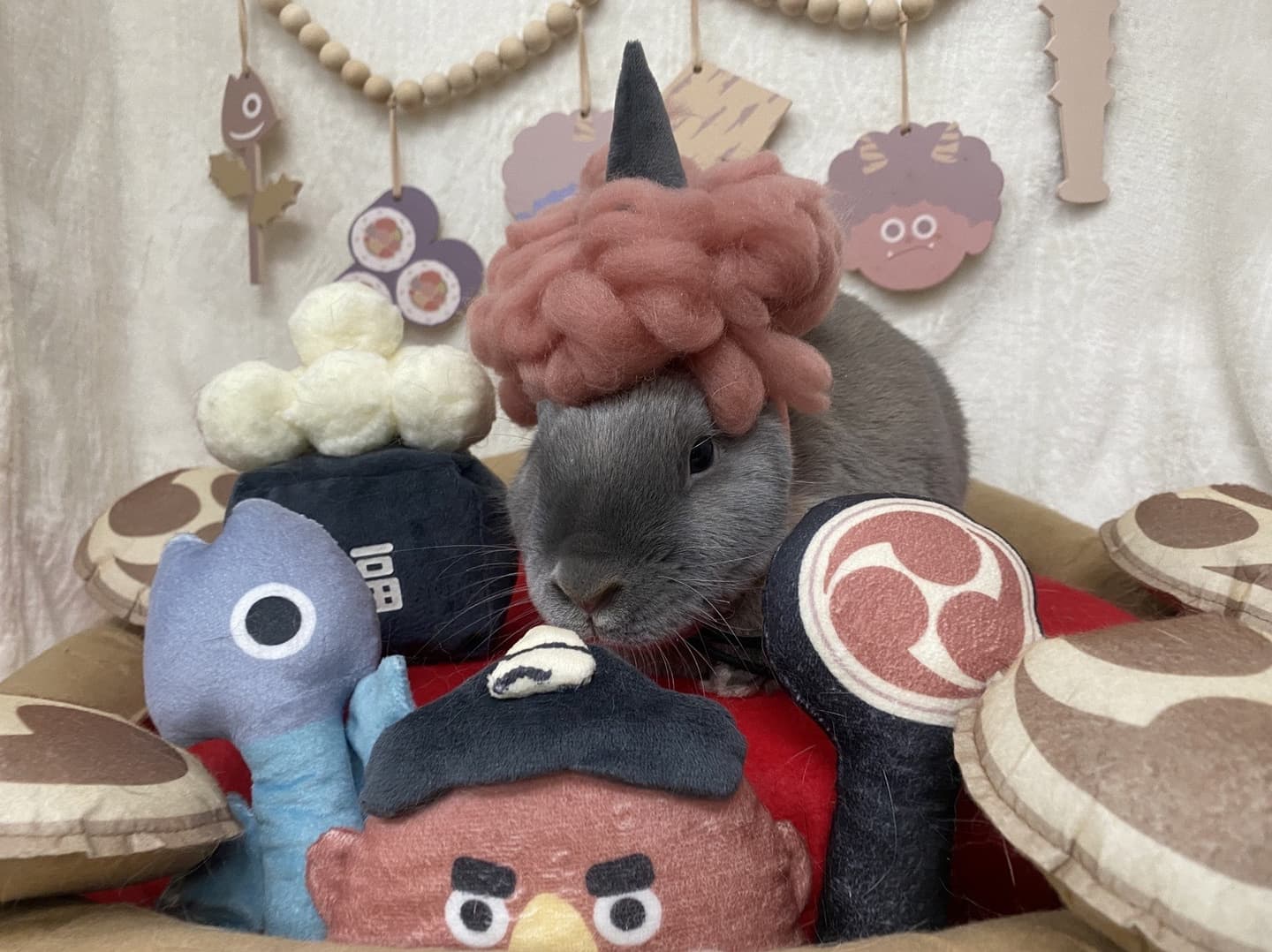 うさぎ/保護うさぎ/京都 うさぎ/京都 うさぎ 保護/里親/京都 うさぎ 里親/ネザーランドドワーフ/ホーランドロップイヤー/ロップイヤー/ミニレッキス/ミニうさぎ/里親募集/動物愛護/ウサギ/rabbit/RABBIT/kyo_rabbit/kyo rabbit