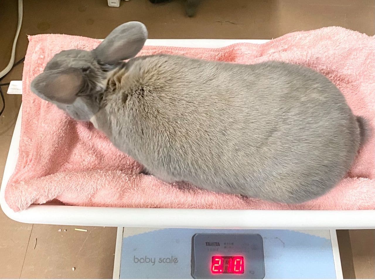 うさぎ/保護うさぎ/京都 うさぎ/京都 うさぎ 保護/里親/京都 うさぎ 里親/ネザーランドドワーフ/ホーランドロップイヤー/ロップイヤー/ミニレッキス/ミニうさぎ/里親募集/動物愛護/ウサギ/rabbit/RABBIT/kyo_rabbit/kyo rabbit