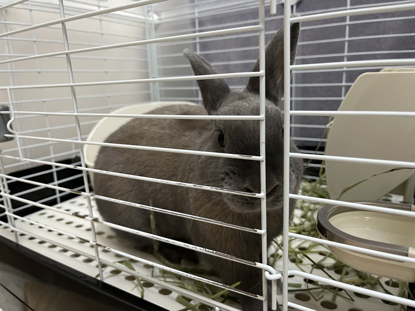 うさぎ/保護うさぎ/京都 うさぎ/京都 うさぎ 保護/里親/京都 うさぎ 里親/ネザーランドドワーフ/ホーランドロップイヤー/ロップイヤー/ミニレッキス/ミニうさぎ/里親募集/動物愛護/ウサギ/rabbit/RABBIT/kyo_rabbit/kyo rabbit