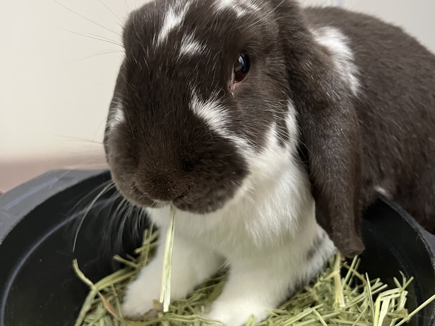うさぎ/保護うさぎ/京都 うさぎ/京都 うさぎ 保護/里親/京都 うさぎ 里親/ネザーランドドワーフ/ホーランドロップイヤー/ロップイヤー/ミニレッキス/ミニうさぎ/里親募集/動物愛護/ウサギ/rabbit/RABBIT/kyo_rabbit/kyo rabbit