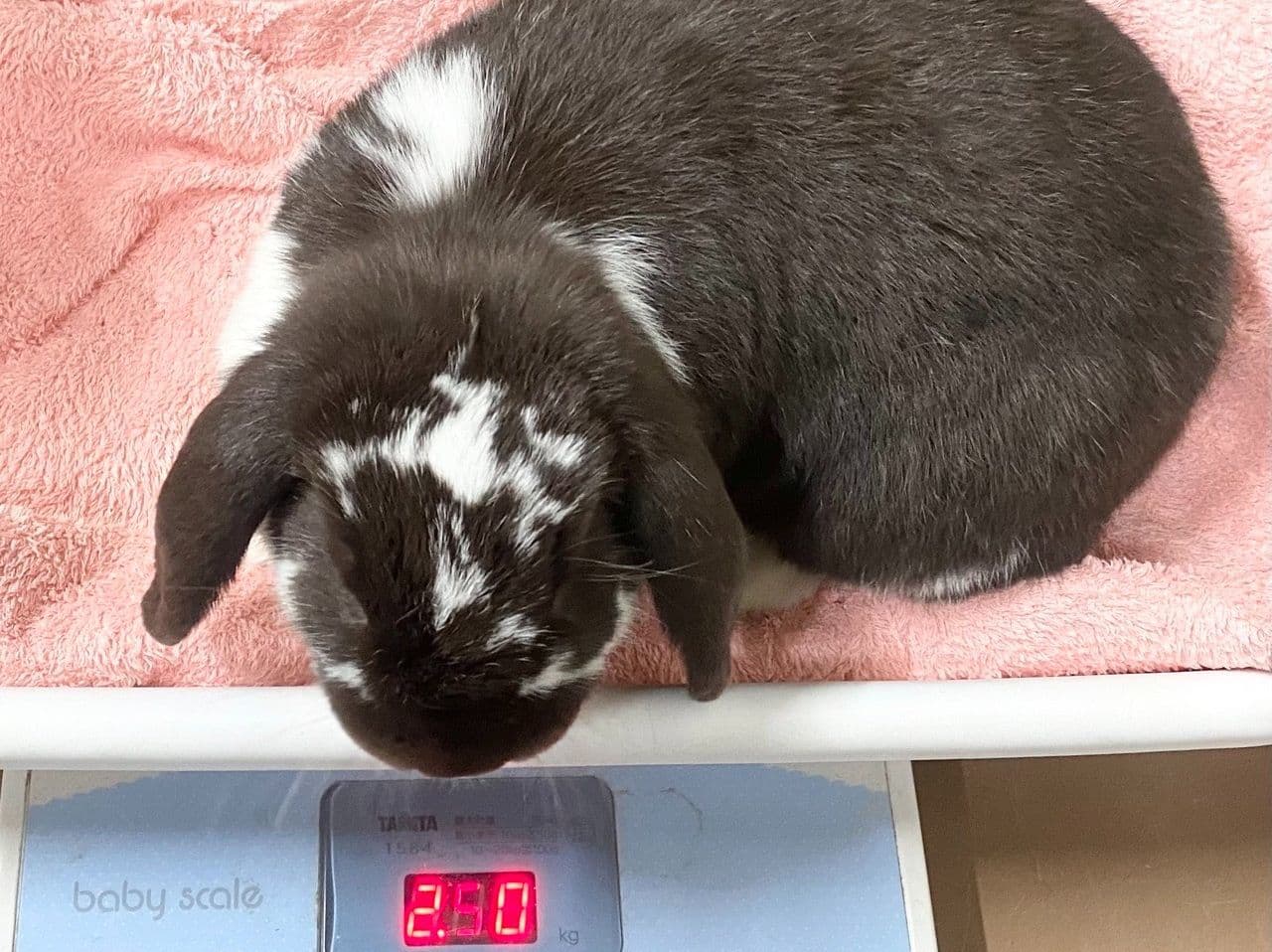 うさぎ/保護うさぎ/京都 うさぎ/京都 うさぎ 保護/里親/京都 うさぎ 里親/ネザーランドドワーフ/ホーランドロップイヤー/ロップイヤー/ミニレッキス/ミニうさぎ/里親募集/動物愛護/ウサギ/rabbit/RABBIT/kyo_rabbit/kyo rabbit