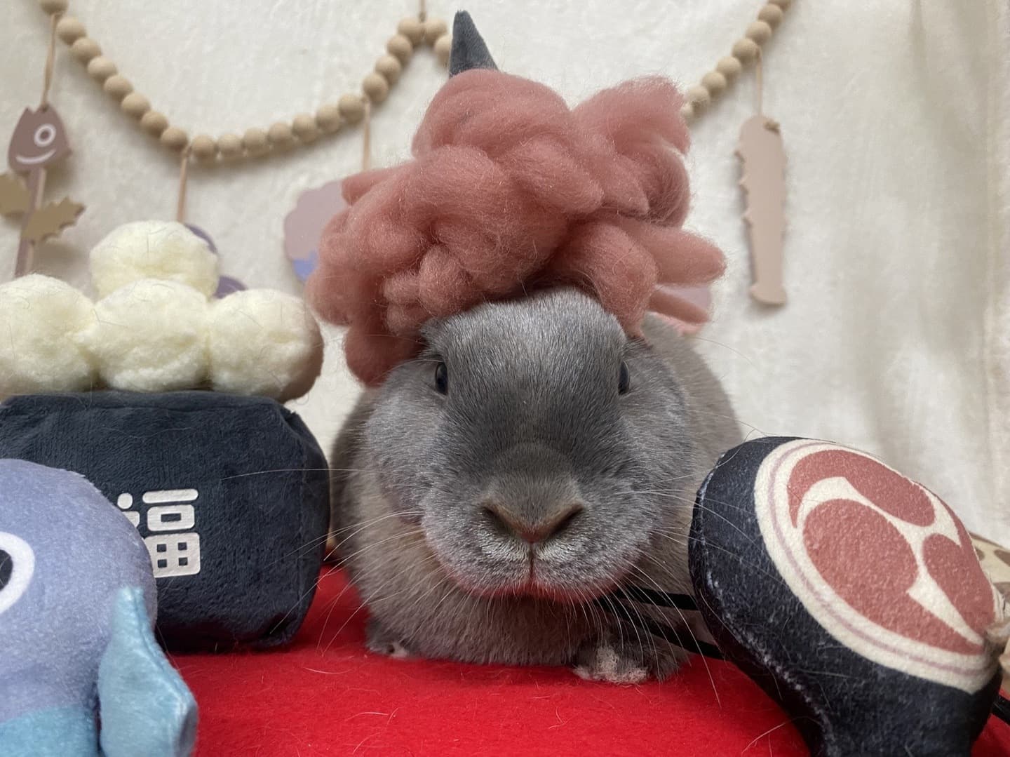 うさぎ/保護うさぎ/京都 うさぎ/京都 うさぎ 保護/里親/京都 うさぎ 里親/ネザーランドドワーフ/ホーランドロップイヤー/ロップイヤー/ミニレッキス/ミニうさぎ/里親募集/動物愛護/ウサギ/rabbit/RABBIT/kyo_rabbit/kyo rabbit