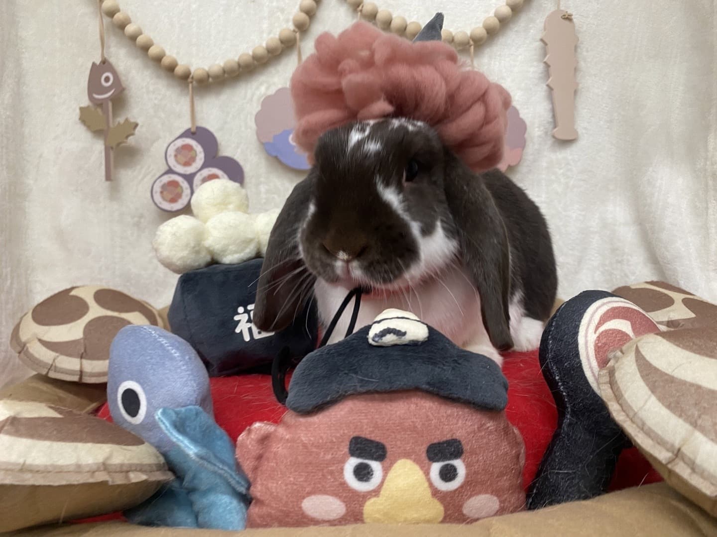 うさぎ/保護うさぎ/京都 うさぎ/京都 うさぎ 保護/里親/京都 うさぎ 里親/ネザーランドドワーフ/ホーランドロップイヤー/ロップイヤー/ミニレッキス/ミニうさぎ/里親募集/動物愛護/ウサギ/rabbit/RABBIT/kyo_rabbit/kyo rabbit