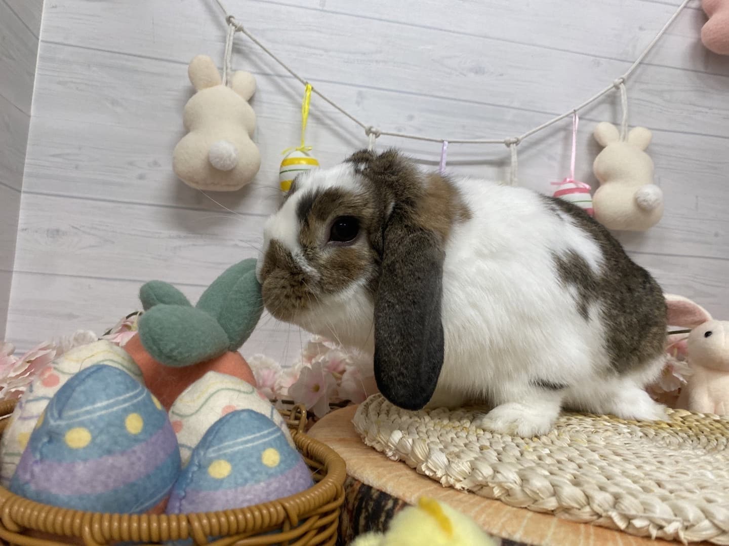 うさぎ/保護うさぎ/京都 うさぎ/京都 うさぎ 保護/里親/京都 うさぎ 里親/ネザーランドドワーフ/ホーランドロップイヤー/ロップイヤー/ミニレッキス/ミニうさぎ/里親募集/動物愛護/ウサギ/rabbit/RABBIT/kyo_rabbit/kyo rabbit